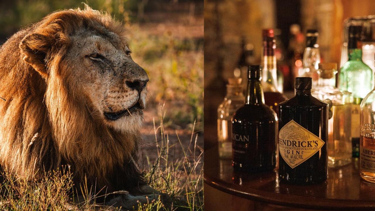 Geiger'S Camp In Timbavati Game Reserve By Newmark Εξωτερικό φωτογραφία