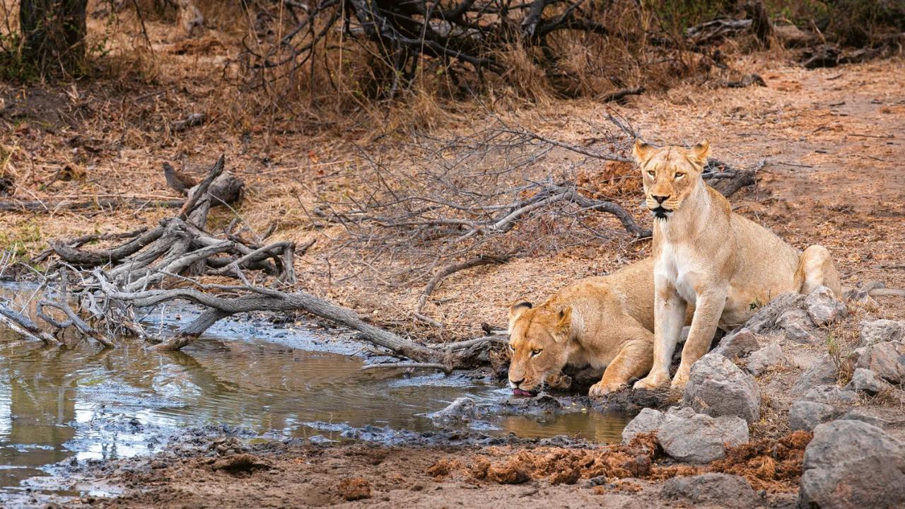 Geiger'S Camp In Timbavati Game Reserve By Newmark Εξωτερικό φωτογραφία