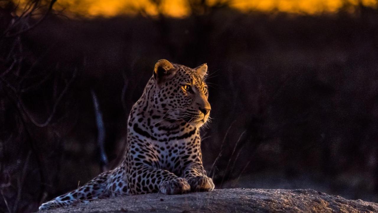 Geiger'S Camp In Timbavati Game Reserve By Newmark Εξωτερικό φωτογραφία