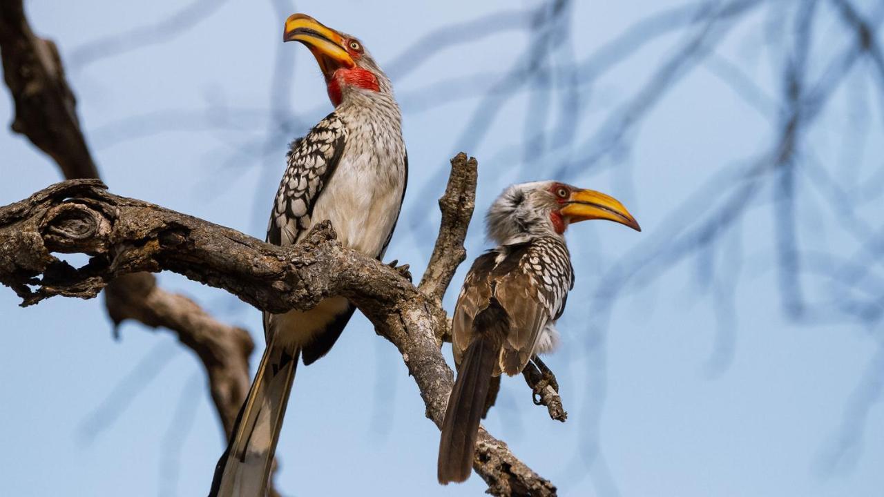 Geiger'S Camp In Timbavati Game Reserve By Newmark Εξωτερικό φωτογραφία