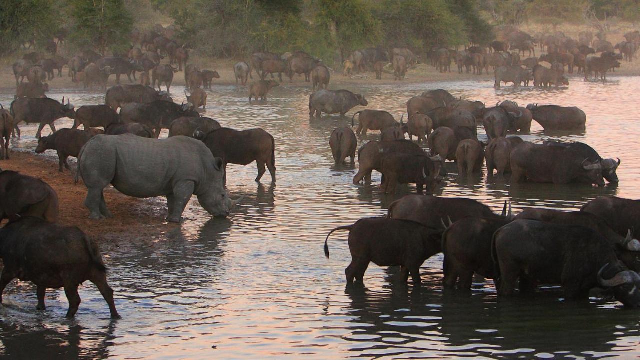 Geiger'S Camp In Timbavati Game Reserve By Newmark Εξωτερικό φωτογραφία